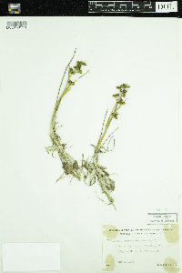 Scheuchzeria palustris image