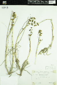 Scheuchzeria palustris image