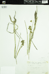 Scheuchzeria palustris image