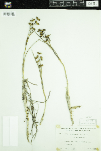 Scheuchzeria palustris image