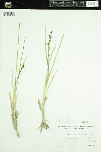 Scheuchzeria palustris image
