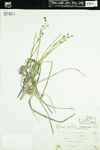 Scheuchzeria palustris image