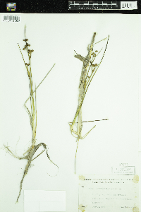 Scheuchzeria palustris image