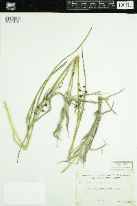 Scheuchzeria palustris image