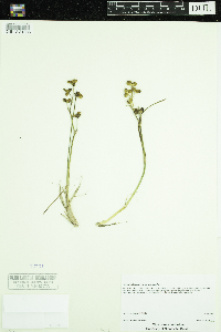 Scheuchzeria palustris image