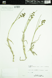 Scheuchzeria palustris image