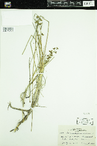 Scheuchzeria palustris image