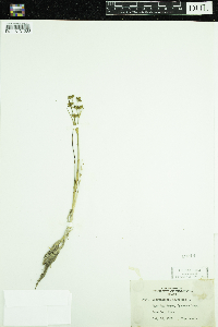 Scheuchzeria palustris image