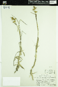 Scheuchzeria palustris image