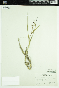 Scheuchzeria palustris image