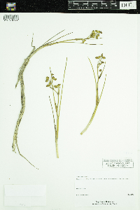 Scheuchzeria palustris image