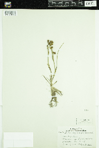 Scheuchzeria palustris image