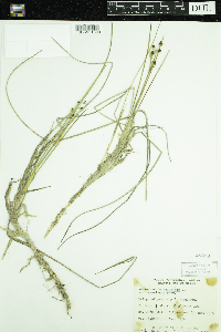 Scheuchzeria palustris image