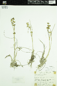 Scheuchzeria palustris image