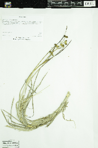 Scheuchzeria palustris image