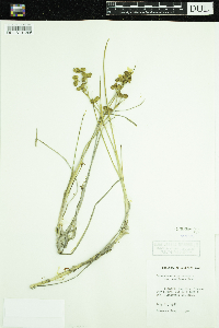 Scheuchzeria palustris image