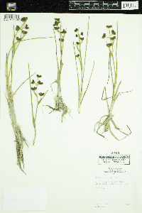 Scheuchzeria palustris image