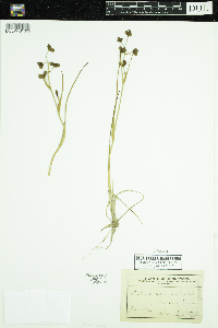 Scheuchzeria palustris image