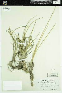 Scheuchzeria palustris image