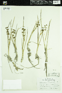 Scheuchzeria palustris image