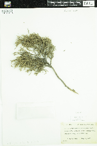 Media resource of Juniperus ashei