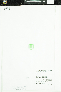 Stuckenia pectinata image