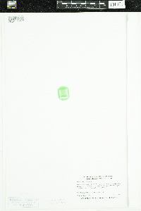 Stuckenia pectinata image