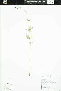 Ratibida columnifera image