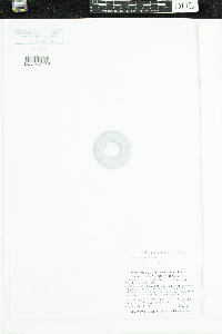 Stuckenia pectinata image