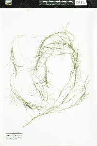 Stuckenia pectinata image