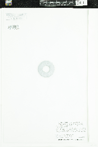 Stuckenia pectinata image