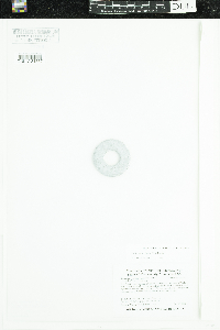 Stuckenia pectinata image