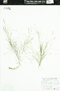 Stuckenia pectinata image