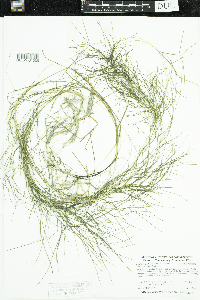 Stuckenia pectinata image