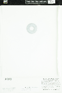 Stuckenia pectinata image