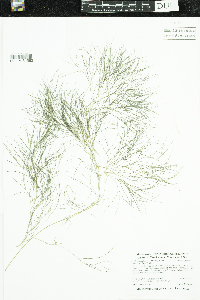 Stuckenia pectinata image