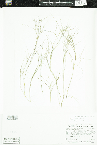 Stuckenia pectinata image