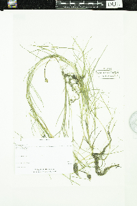 Stuckenia pectinata image