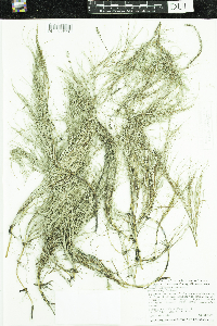 Stuckenia pectinata image