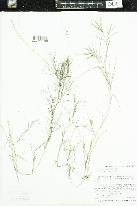 Stuckenia pectinata image