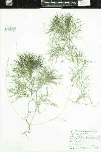 Stuckenia pectinata image