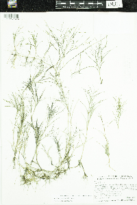 Stuckenia pectinata image