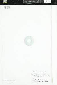 Stuckenia pectinata image