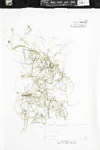 Stuckenia pectinata image