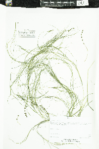 Stuckenia pectinata image