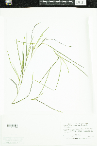 Stuckenia pectinata image