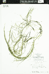 Stuckenia pectinata image