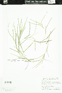 Stuckenia filiformis image