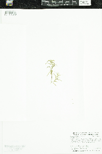 Potamogeton spirillus image