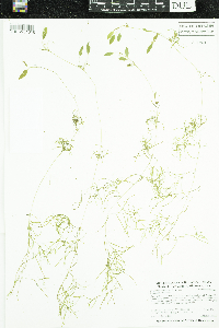 Potamogeton spirillus image